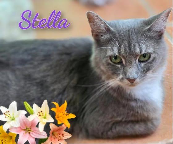 Enlarge Stella, a ADOPTABLE Domestic Medium Hair in Corinth, NY image 1/1