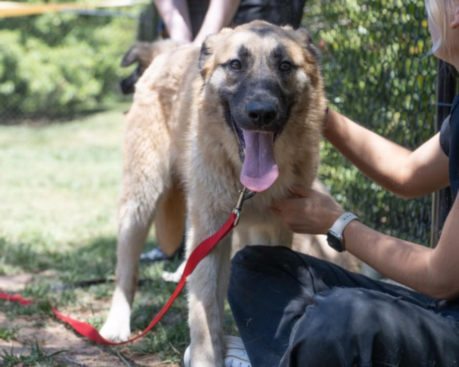 ERIC, Adoptable, Young Male Great Pyrenees & Mixed Breed.