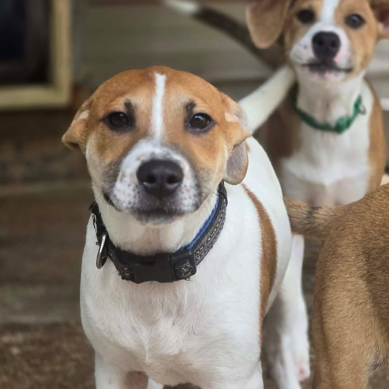 Levi, Adopted, Puppy Male Mixed Breed.