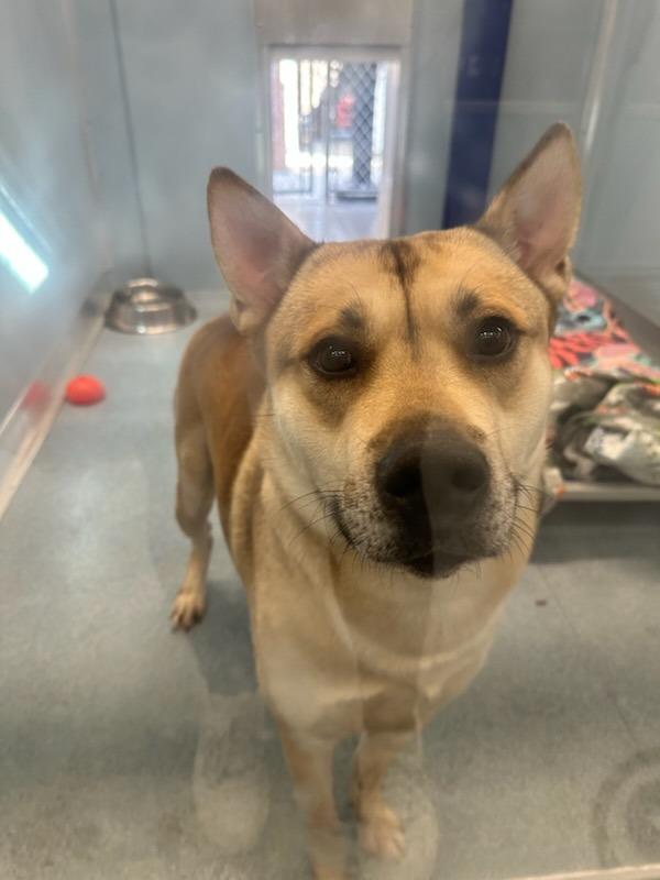 Arrow, Adoptable, Young Male Mixed Breed.