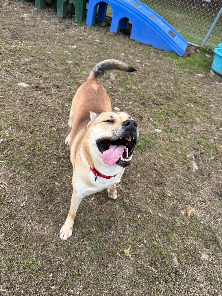 Enlarge Arrow, a Adoptable mixed breed in Hyde Park, NY image 2/4