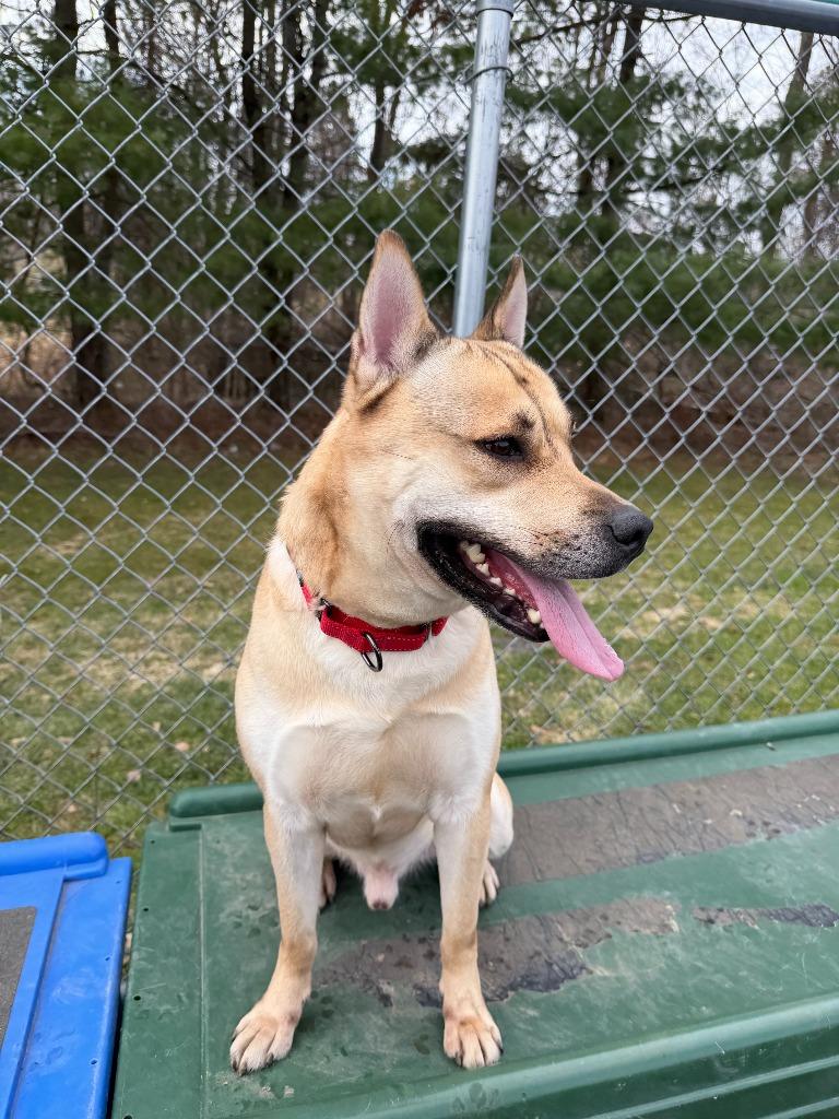 Enlarge Arrow, a Adoptable mixed breed in Hyde Park, NY image 3/4