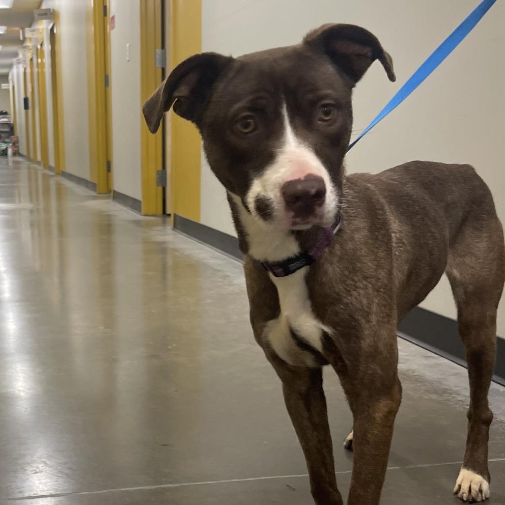 Santa's Little Helper, Adoptable, Adult Female Mixed Breed.