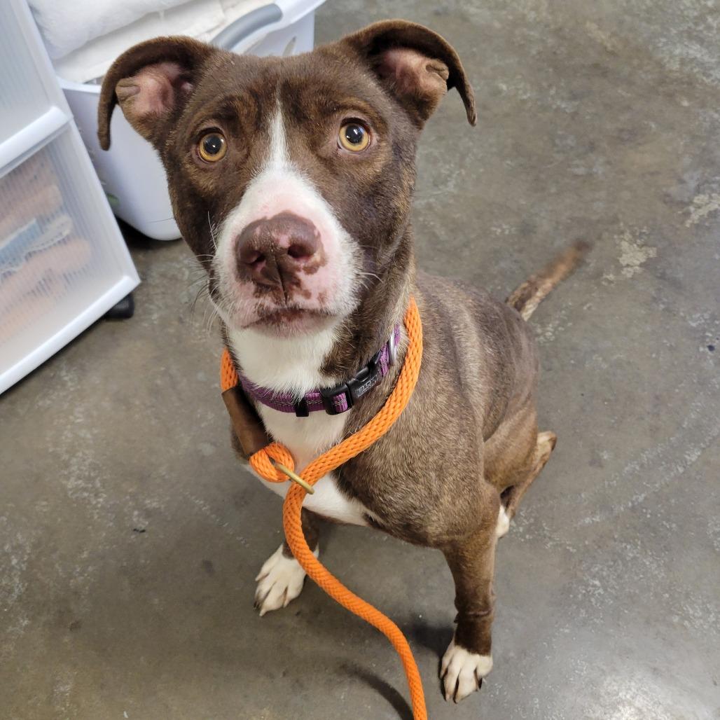 Enlarge Santa's Little Helper, a Adoptable Mixed Breed in Saint Cloud, MN image 2/2