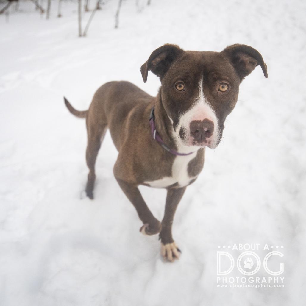 Enlarge Cindy Pawford, a Adoptable Mixed Breed in Saint Cloud, MN image 5/5