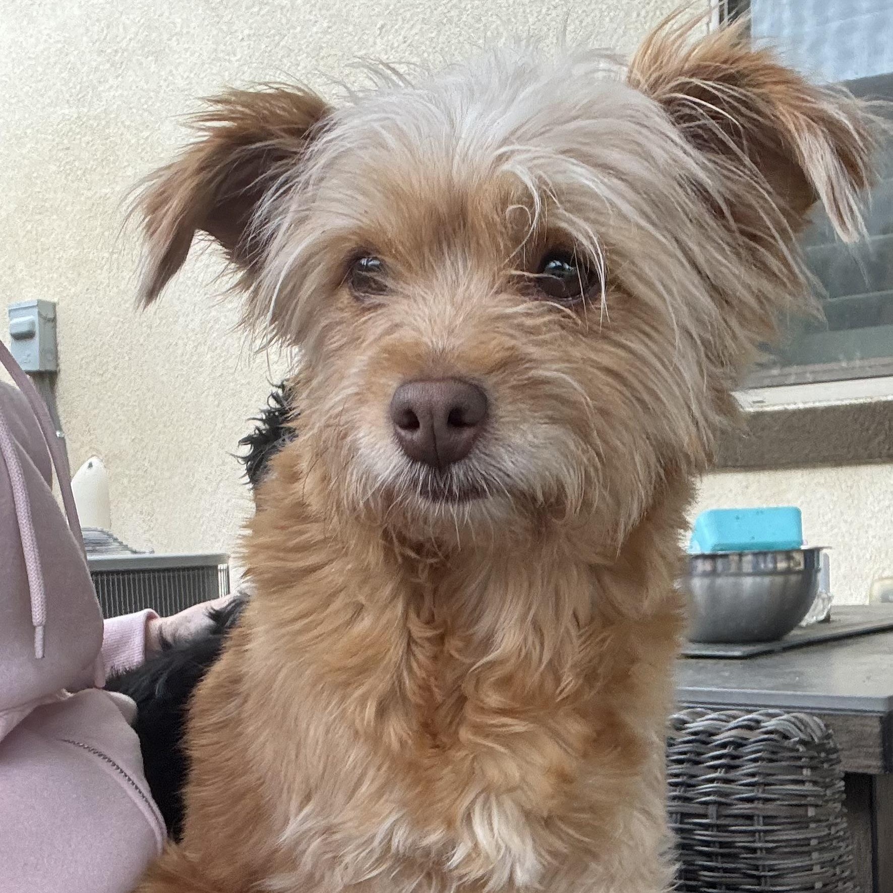 Enlarge Ms. Softy Butters, an adopted mixed breed in Vancouver, BC image 2/5