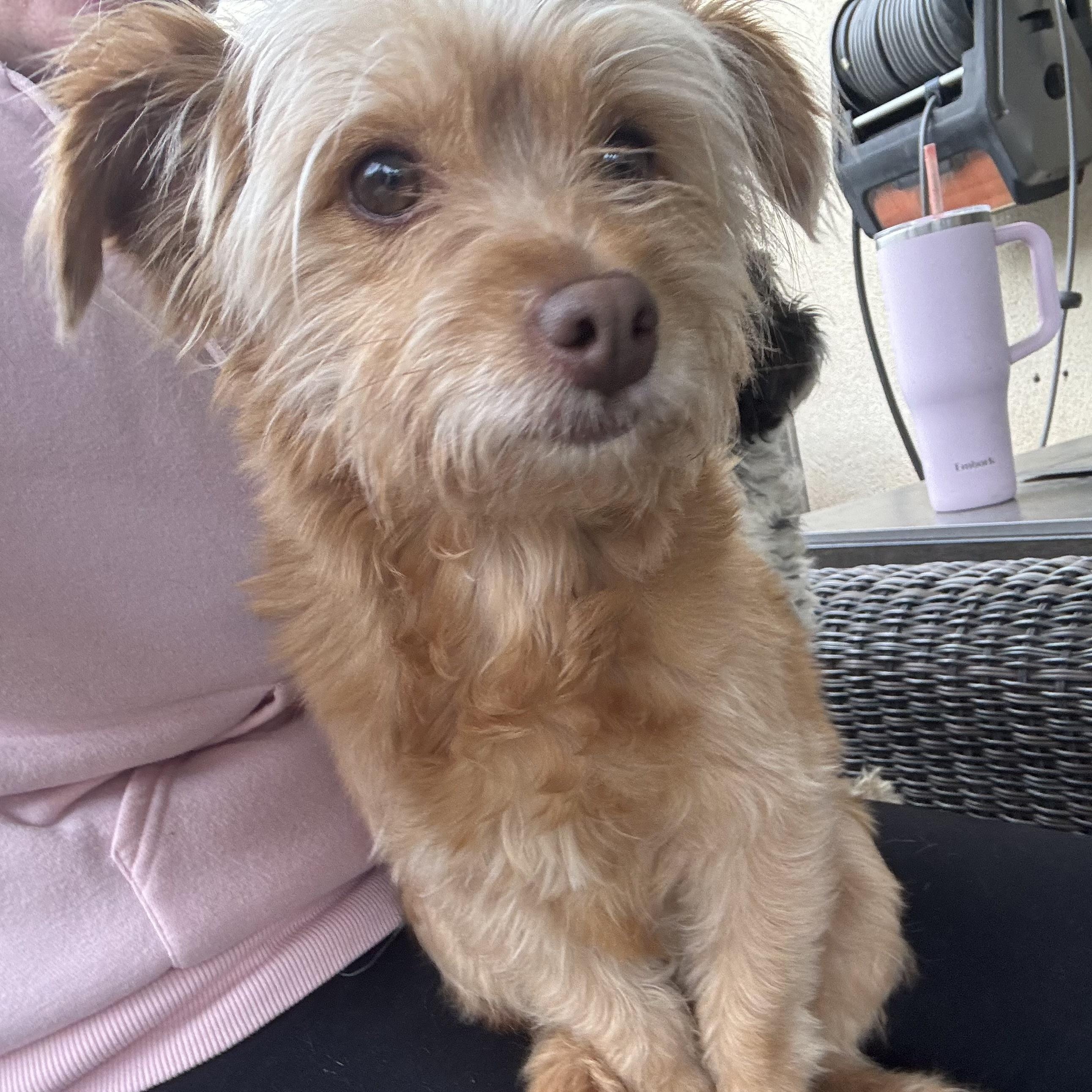 Enlarge Ms. Softy Butters, an adopted mixed breed in Vancouver, BC image 3/5