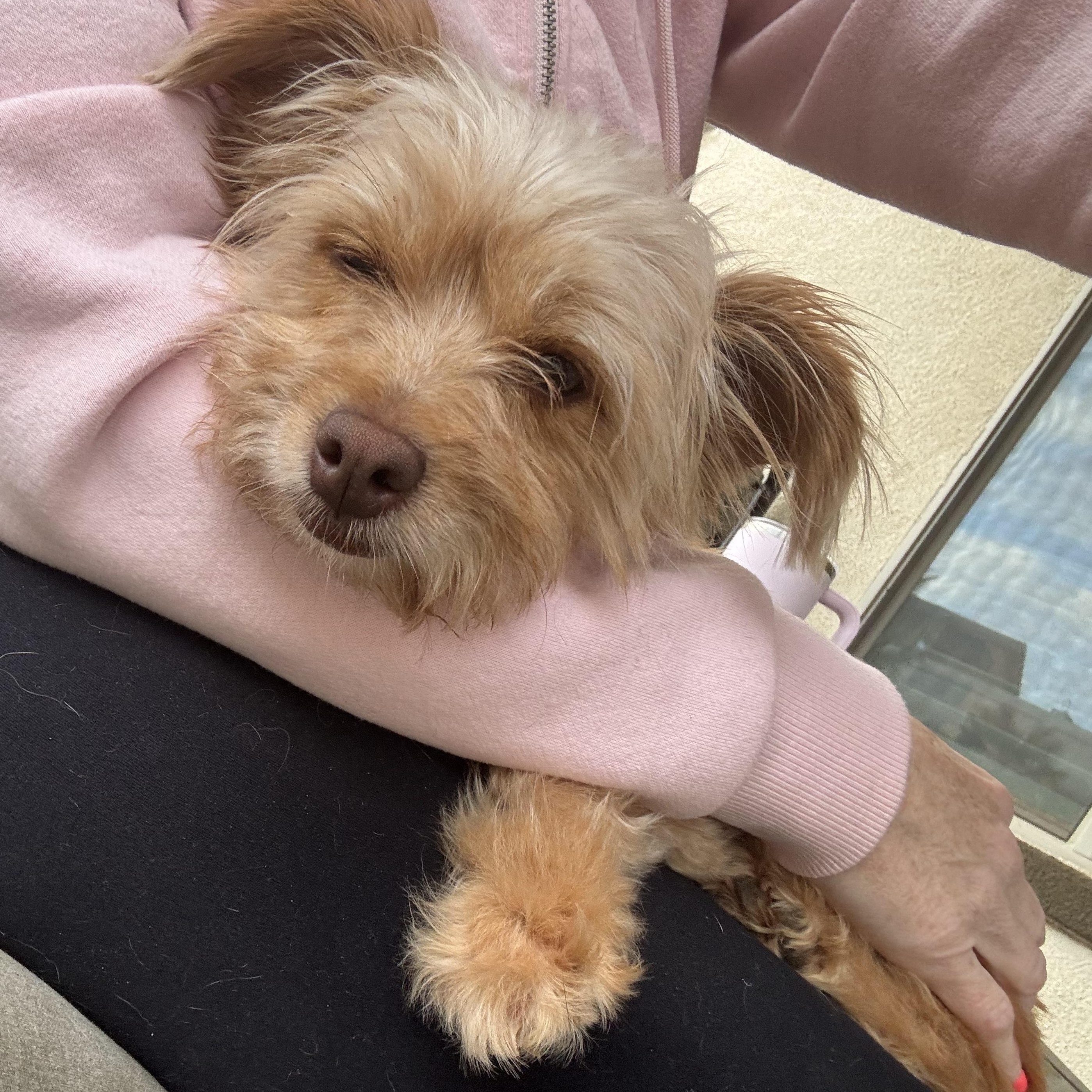 Enlarge Ms. Softy Butters, an adopted mixed breed in Vancouver, BC image 4/5
