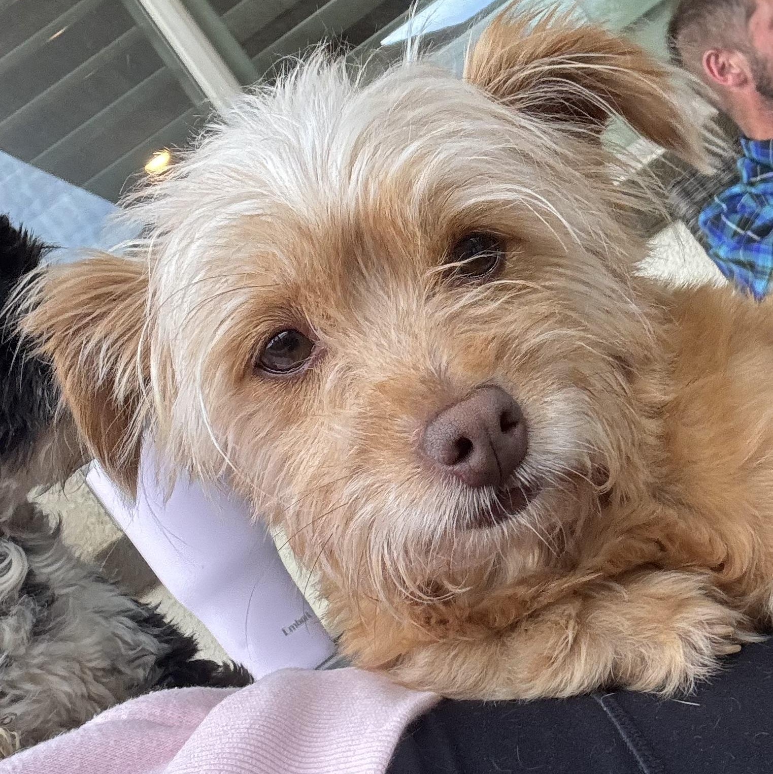 Ms. Softy Butters, adopted, Adult Female Yorkshire Terrier & Shih Tzu.