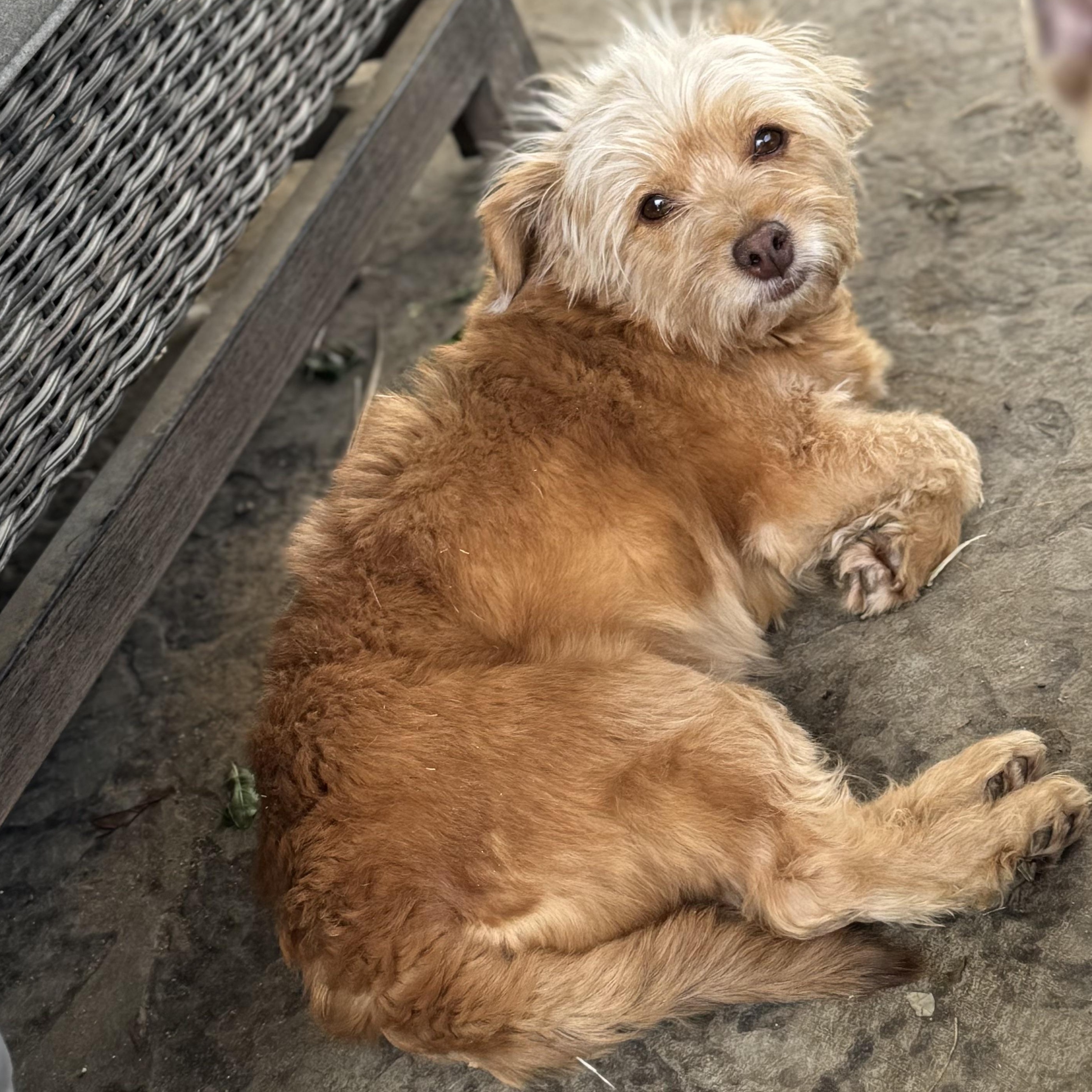 Enlarge Ms. Softy Butters, an adopted mixed breed in Vancouver, BC image 5/5