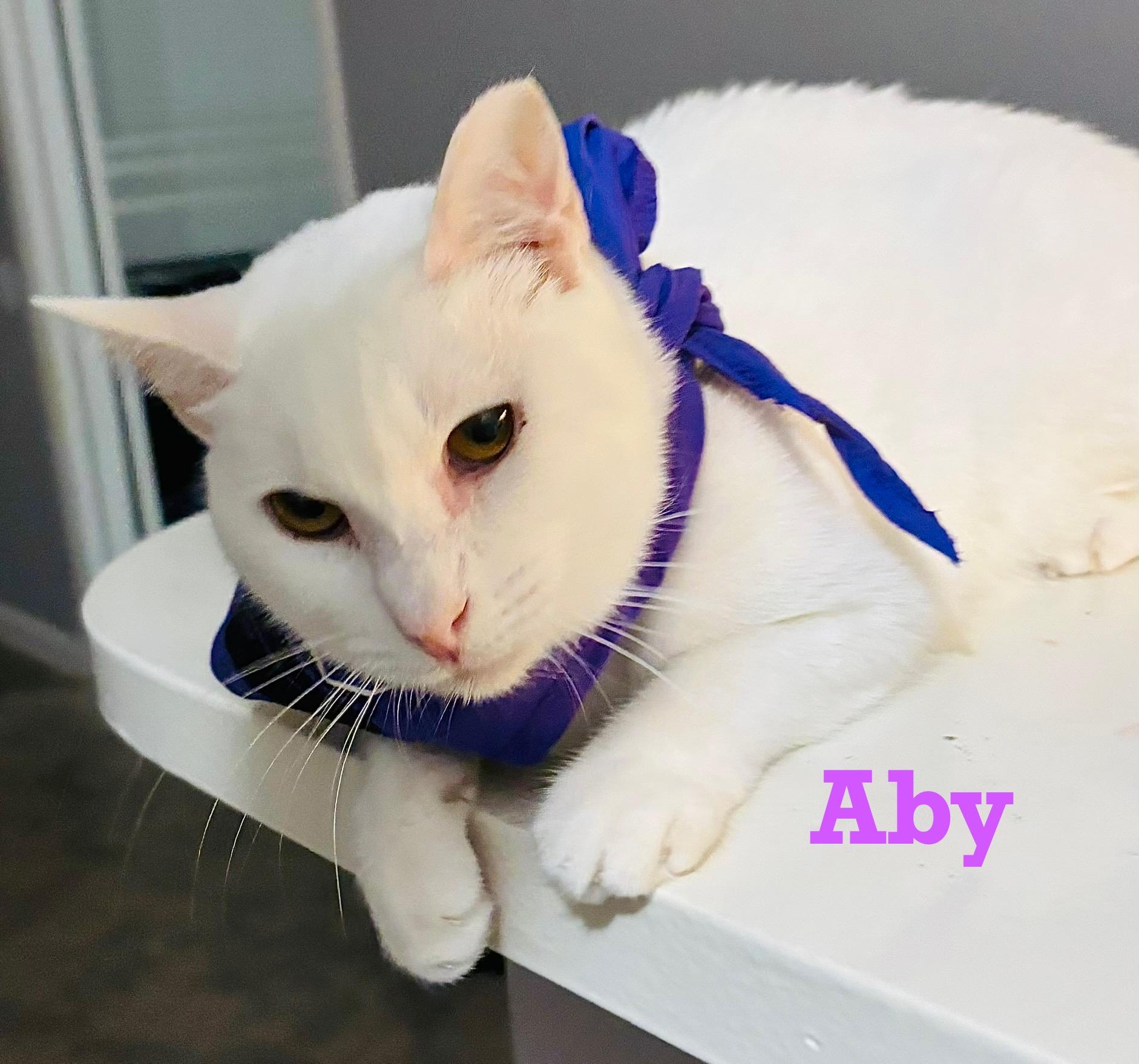 Enlarge Aby, a Adoptable Siamese in Houston, TX image 1/1