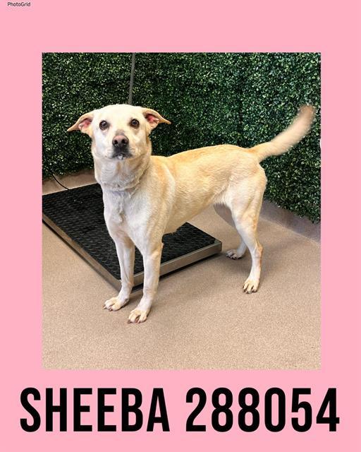 SHEEBA, Adoptable, Adult Female Labrador Retriever & Mixed Breed.