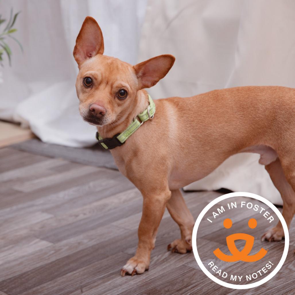 Argos, Adoptable, Young Male Chihuahua.