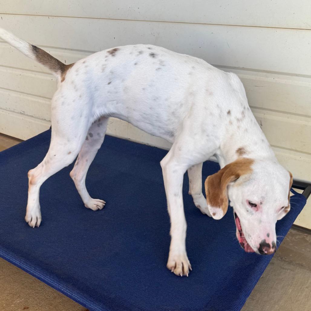 Birdie (BAS), Adoptable, Young Female Pointer & Mixed Breed.