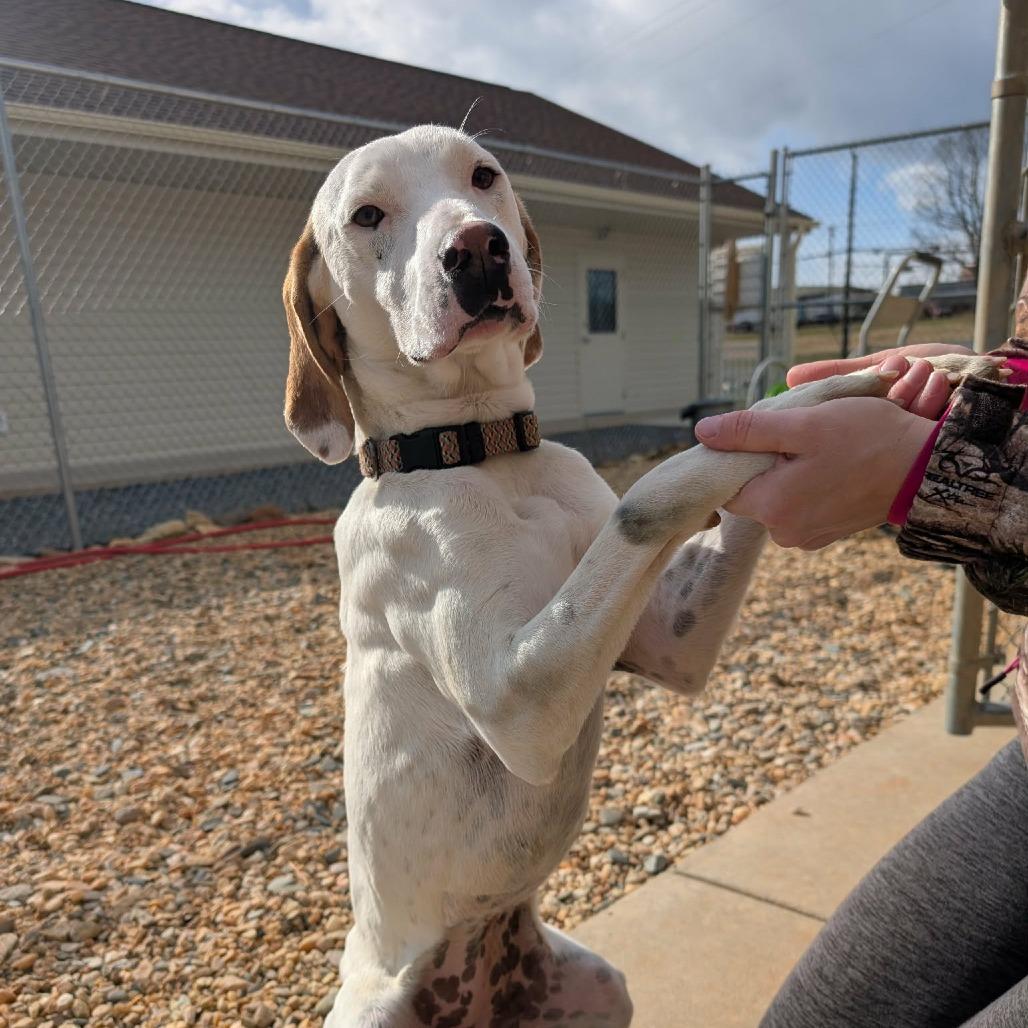 Birdie (BAS), Adoptable, Young Female Pointer & Mixed Breed.