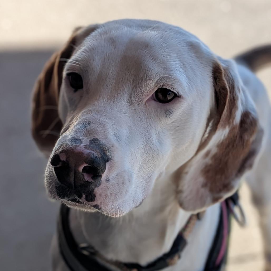 Enlarge Birdie (BAS), a Adoptable mixed breed in Lenoir, NC image 2/6