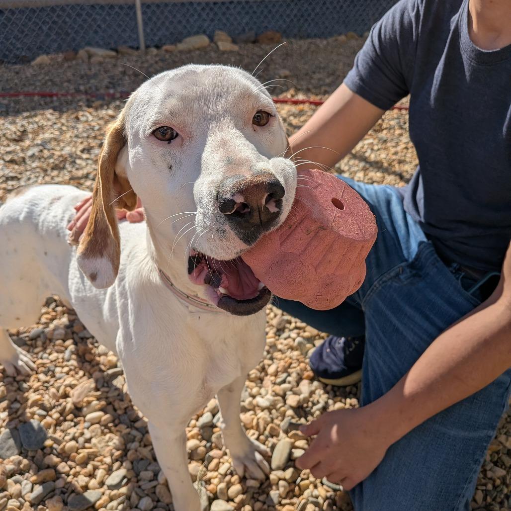 Birdie (BAS), a Adoptable mixed breed in Lenoir, NC image 2/6