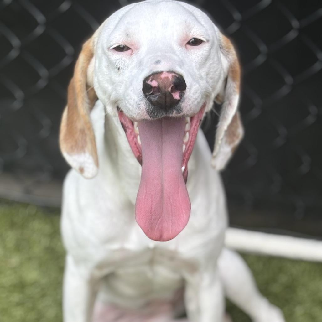 Enlarge Birdie (BAS), a Adoptable mixed breed in Lenoir, NC image 5/6
