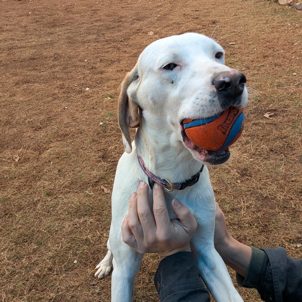 Birdie (BAS), a Adoptable mixed breed in Lenoir, NC image 5/6