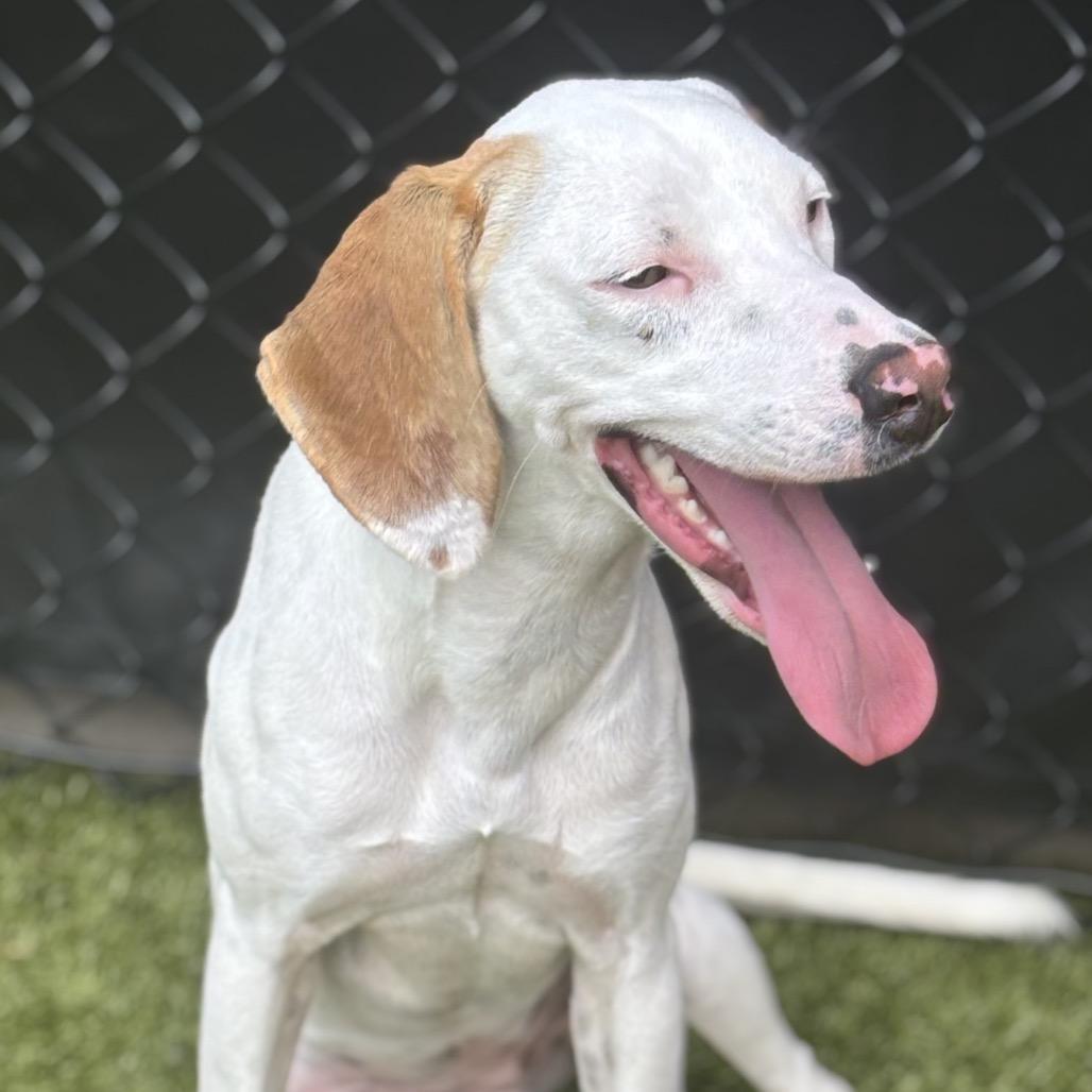 Birdie (BAS), a Adoptable mixed breed in Lenoir, NC image 6/6