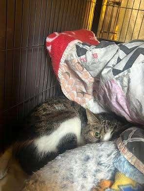 Enlarge BANANA SPLIT, a Adoptable Domestic Short Hair in Ironwood, MI image 1/1