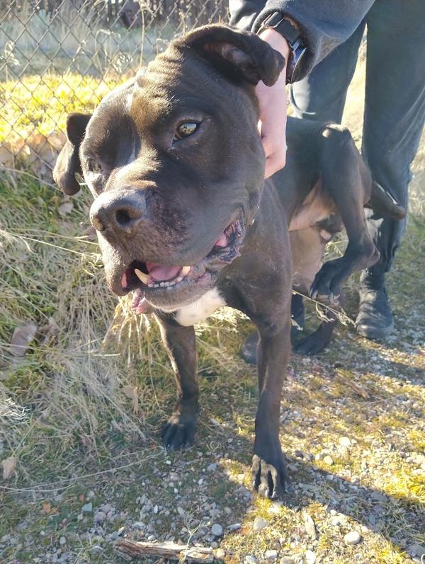 Harry Potter 20323, Adoptable, Senior Male Pit Bull Terrier.