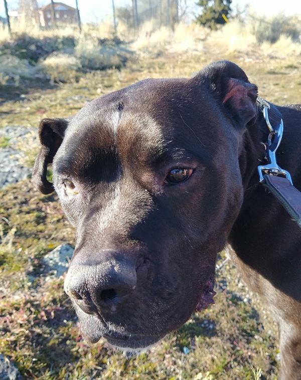 Harry Potter 20323, a Adoptable mixed breed in Pocatello, ID image 3/6