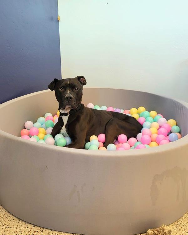 Harry Potter 20323, a Adoptable mixed breed in Pocatello, ID image 4/6