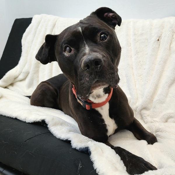 Harry Potter 20323, Adoptable, Senior Male Pit Bull Terrier.