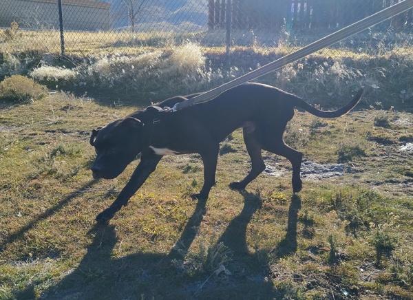 Harry Potter 20323, a Adoptable mixed breed in Pocatello, ID image 6/6