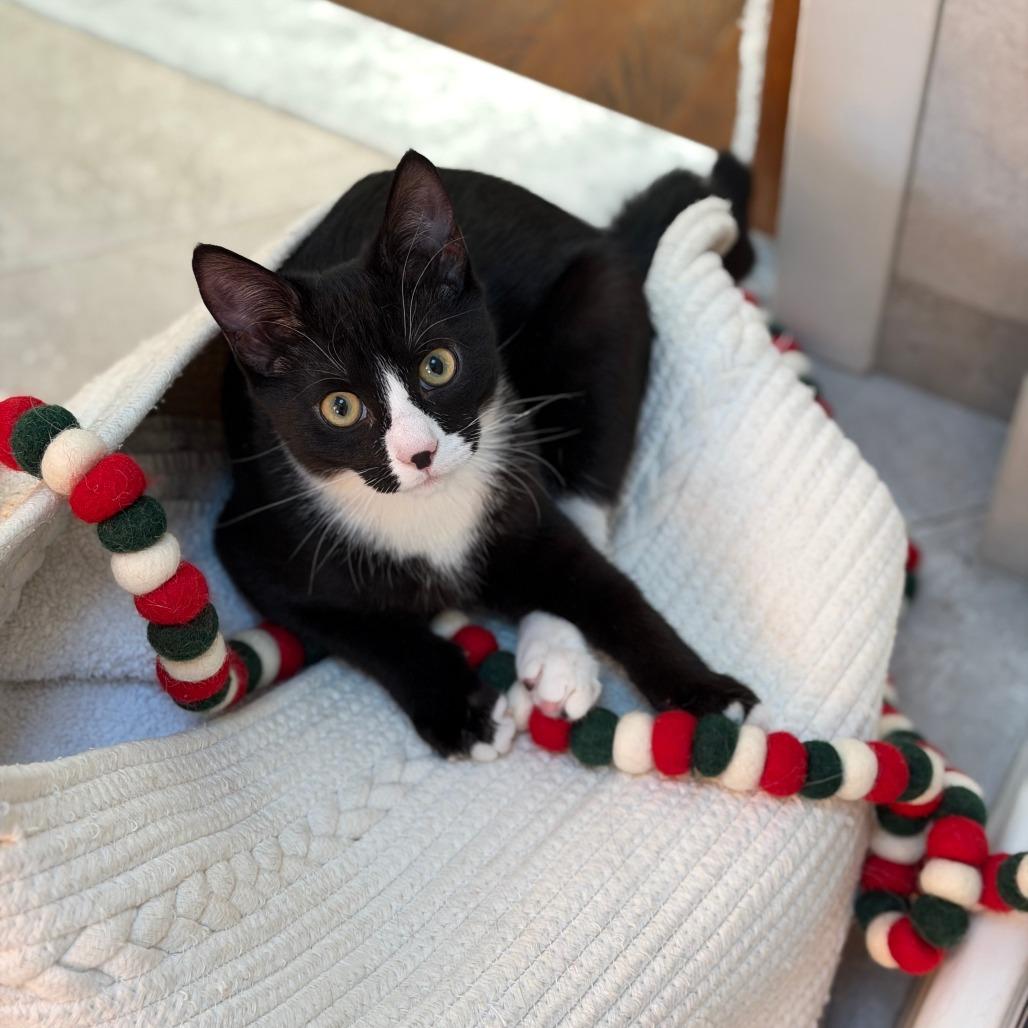 Enlarge Peanut Iranistan Kitten, a Adoptable Domestic Short Hair in Westport, CT image 1/4