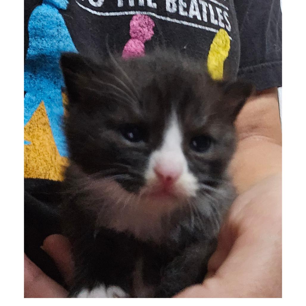 Enlarge Peanut Iranistan Kitten, a Adoptable Domestic Short Hair in Westport, CT image 2/4