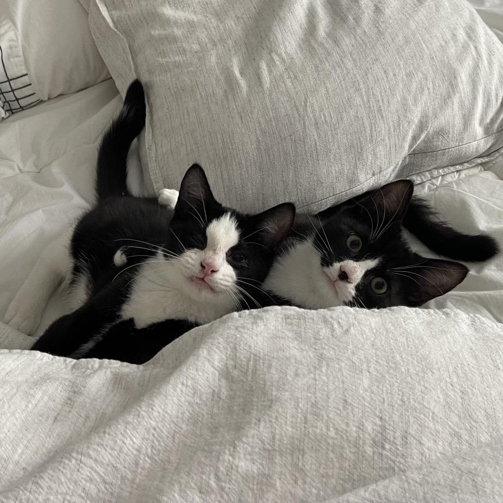 Enlarge Peanut Iranistan Kitten, a Adoptable Domestic Short Hair in Westport, CT image 3/4