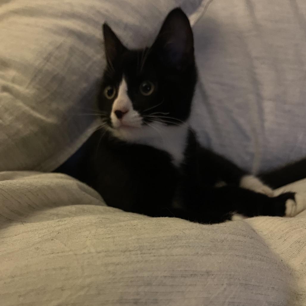 Enlarge Peanut Iranistan Kitten, a Adoptable Domestic Short Hair in Westport, CT image 4/4