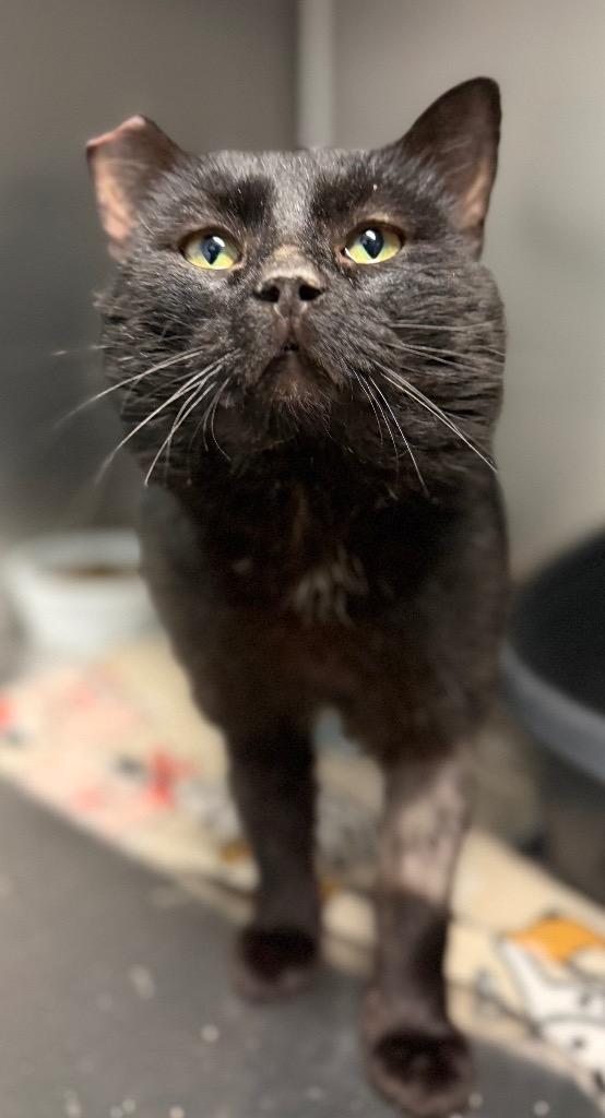 Enlarge Kimmthy, a ADOPTABLE Domestic Short Hair in Columbus, NE image 1/1