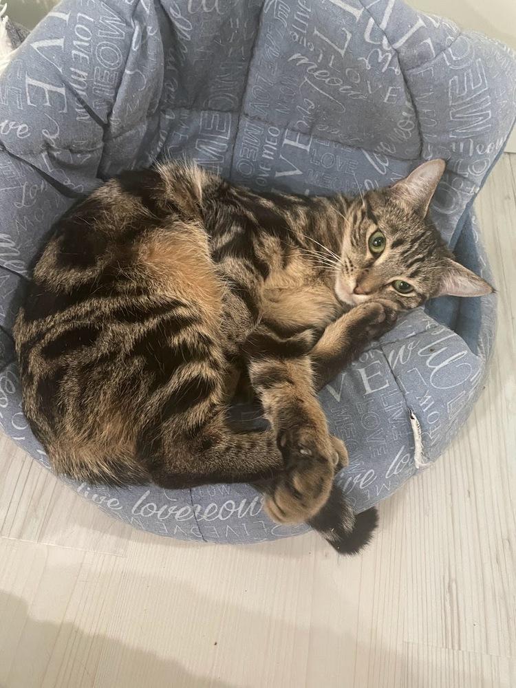 Enlarge Ellie, a Adoptable Domestic Short Hair in Lake Grove, NY image 2/6