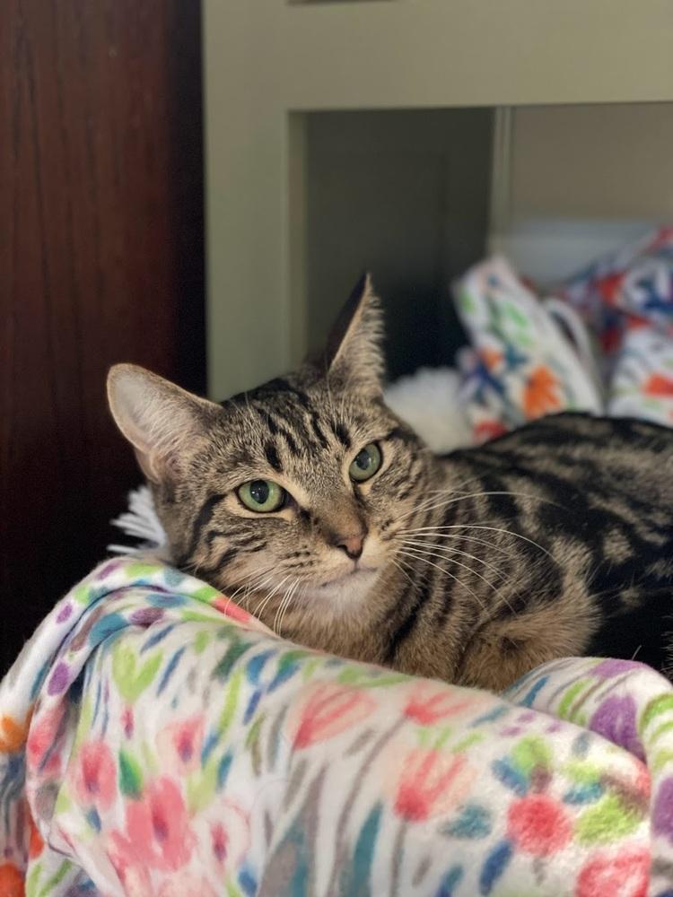 Enlarge Ellie, a Adoptable Domestic Short Hair in Lake Grove, NY image 1/3