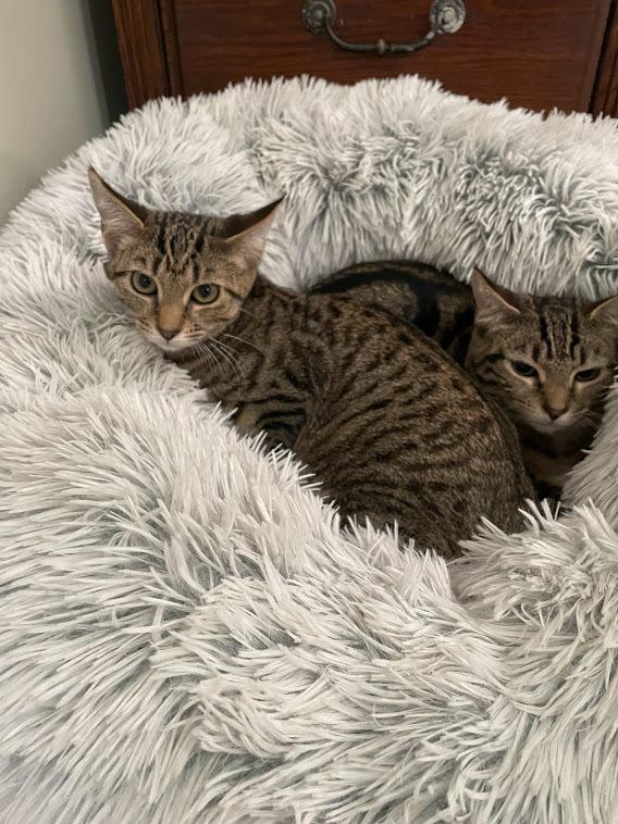 Enlarge Ellie, a Adoptable Domestic Short Hair in Lake Grove, NY image 2/3