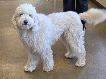 Ellie, adopted, Adult Female Labradoodle.