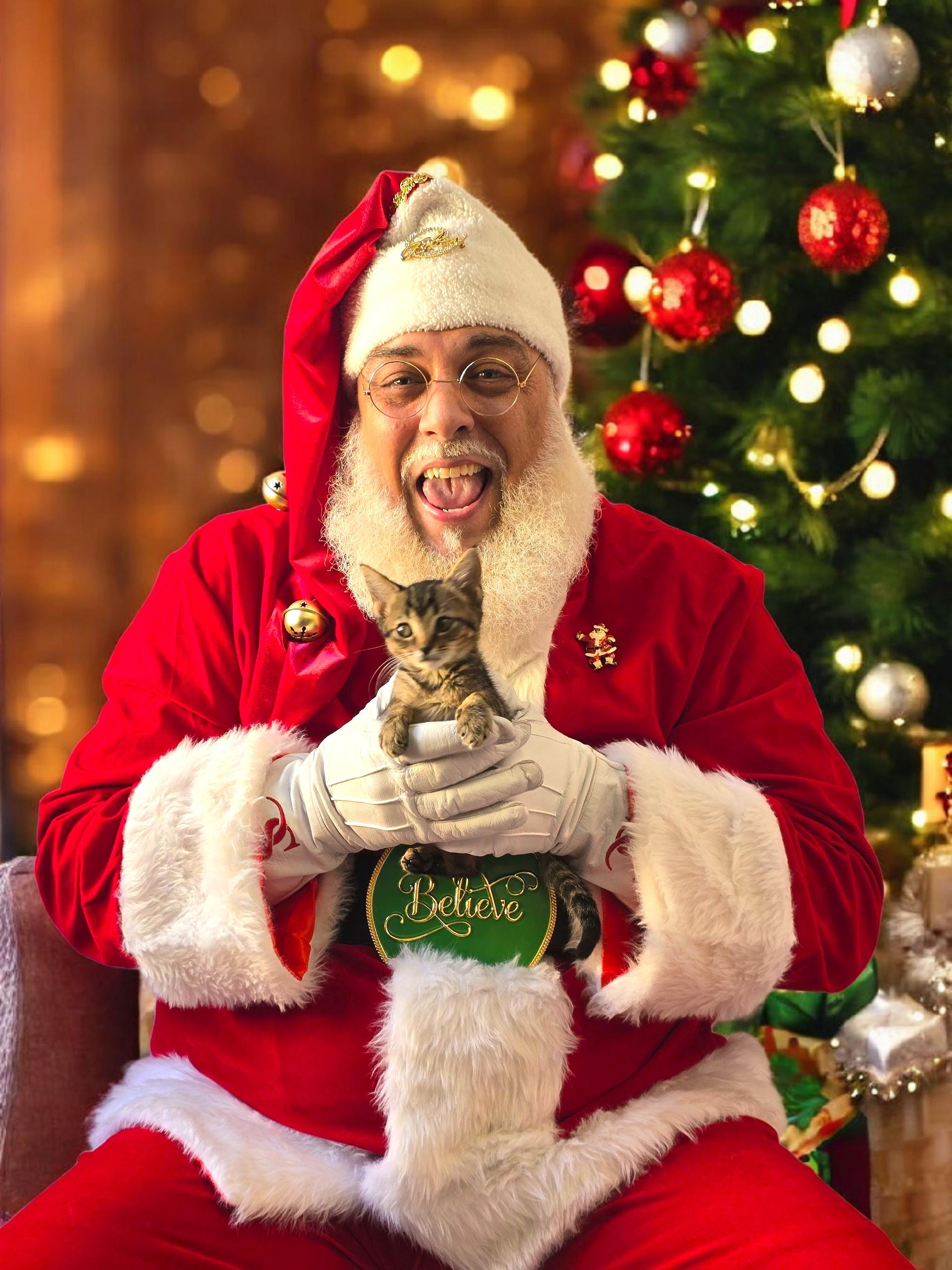 DW, adopted, Kitten Male Domestic Short Hair.