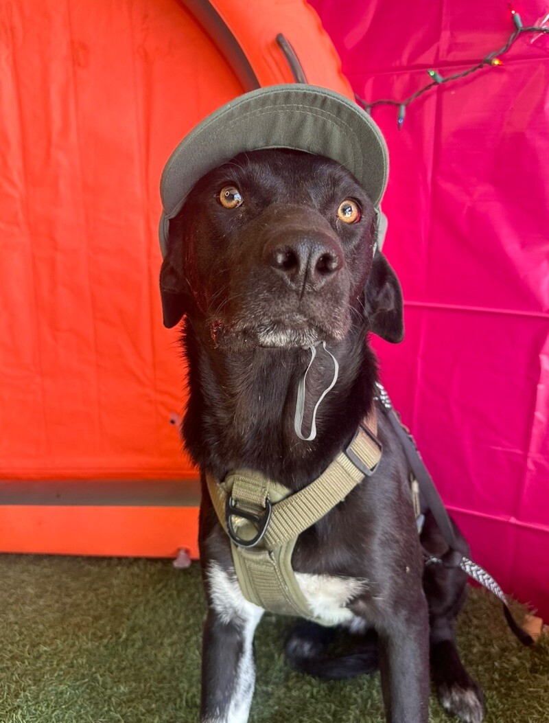 Boost, Adoptable, Young Male Shepherd & Black Labrador Retriever.