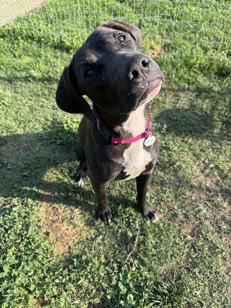Cherry, Adoptable, Puppy Female Labrador Retriever & American Staffordshire Terrier.