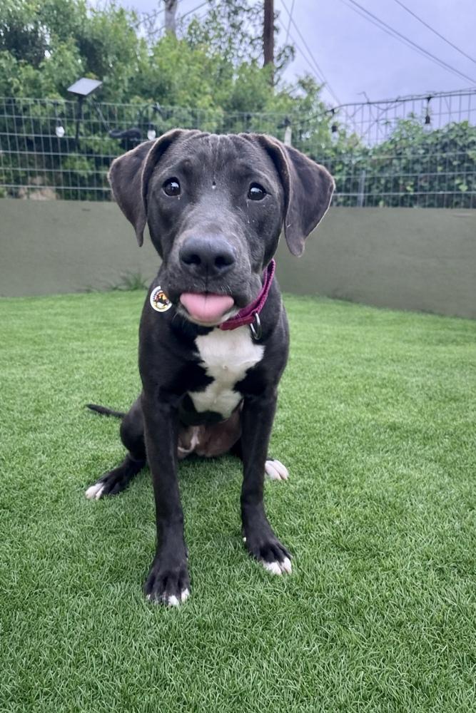 Enlarge Cherry, a Adoptable mixed breed in los angeles, CA image 3/6