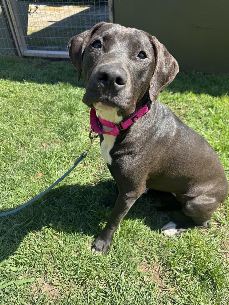 Enlarge Cherry, a Adoptable mixed breed in los angeles, CA image 4/6