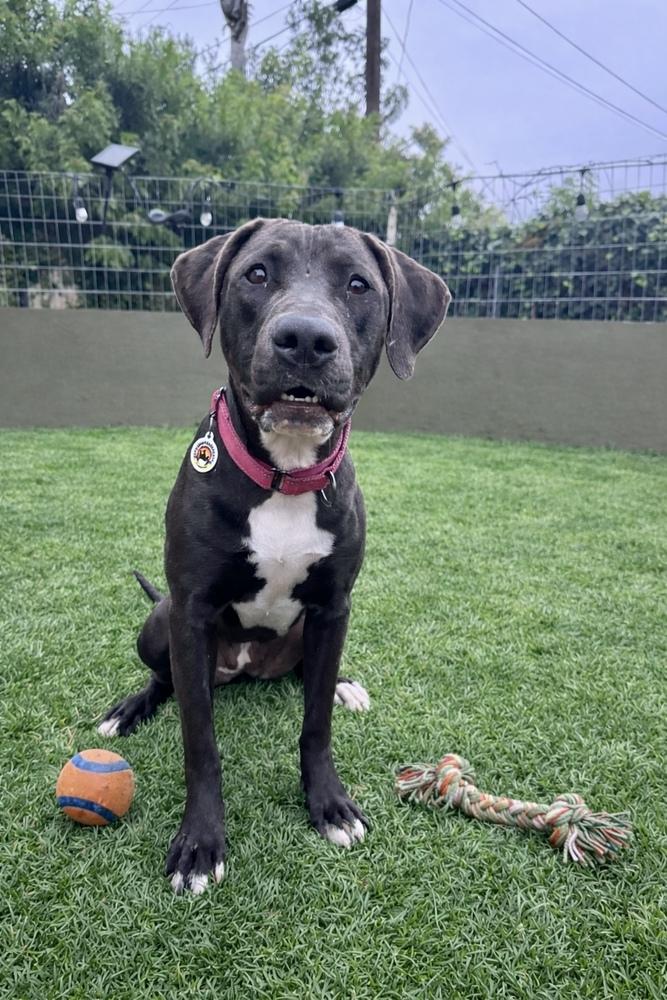 Enlarge Cherry, a Adoptable mixed breed in los angeles, CA image 5/6