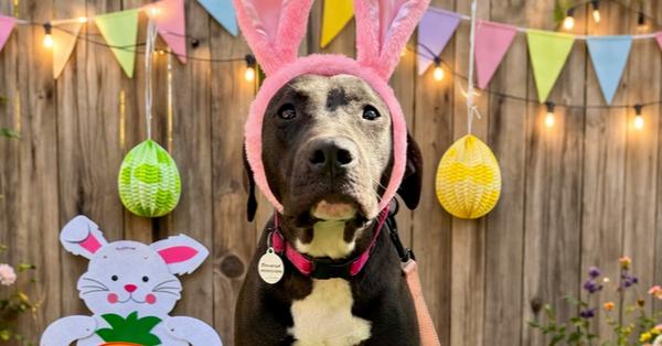 Enlarge Cherry, a Adoptable mixed breed in los angeles, CA image 6/6