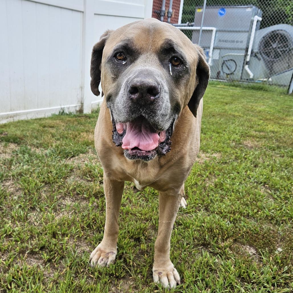 Bruno, Adoptable, Adult Male Bullmastiff.