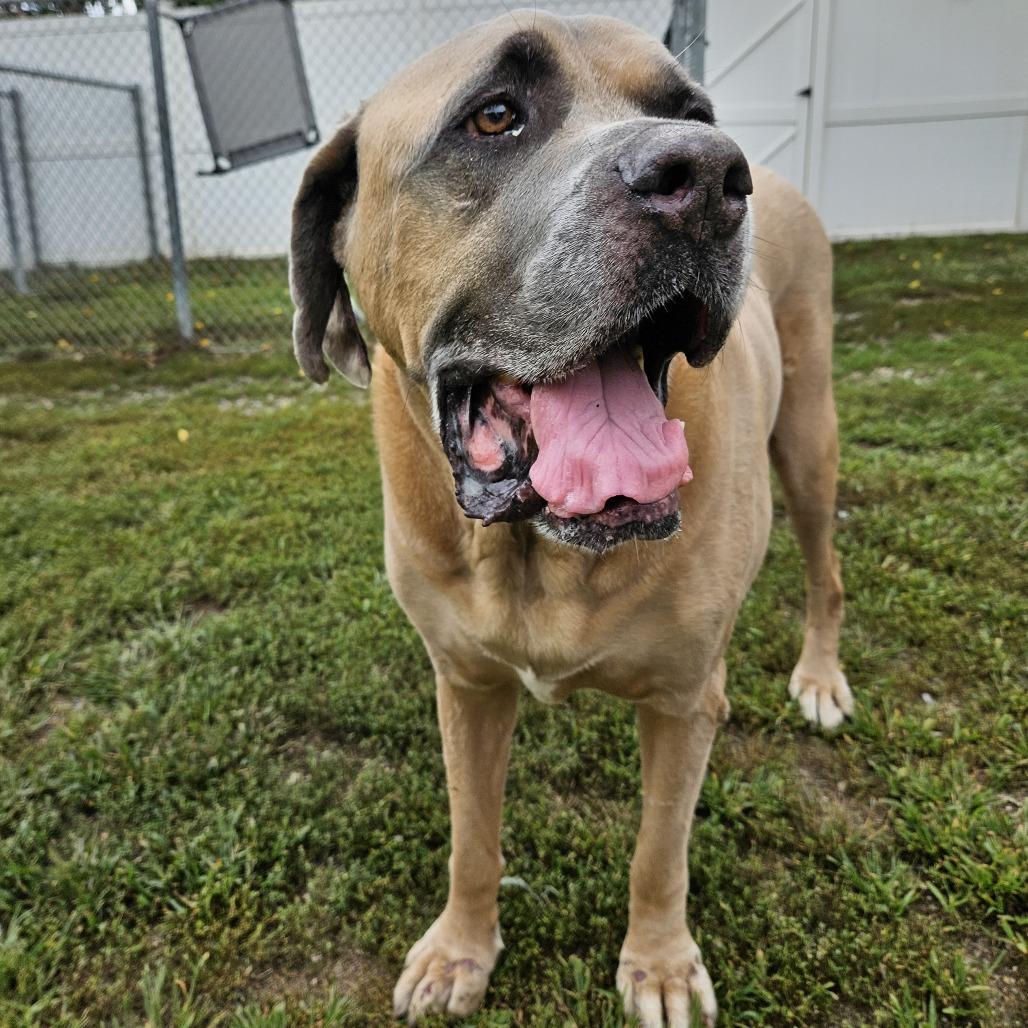 Enlarge Bruno, a Adoptable Bullmastiff in Concord, NH image 2/2
