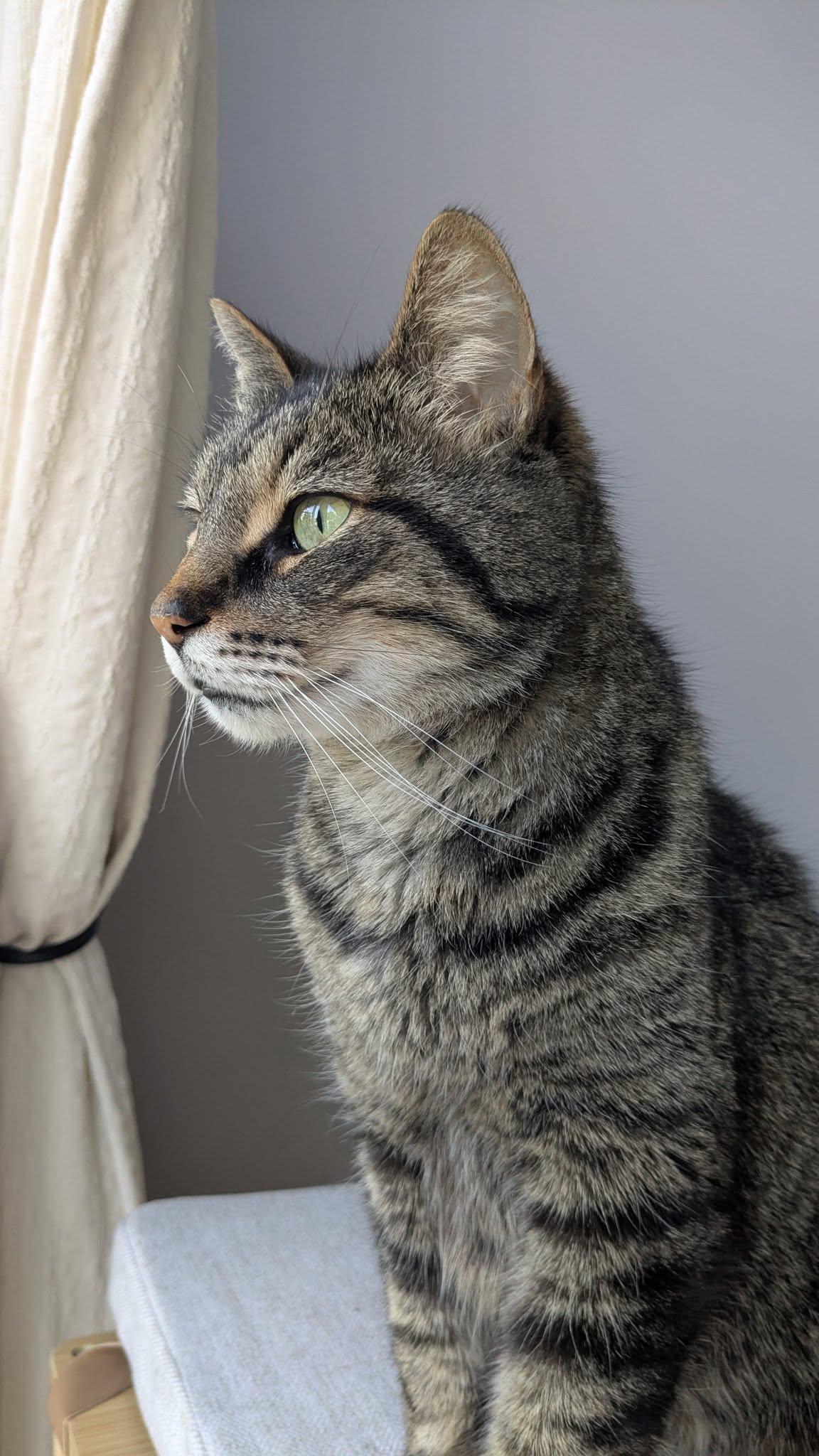 Hope, a Adoptable Tabby in Orleans, ON image 1/3