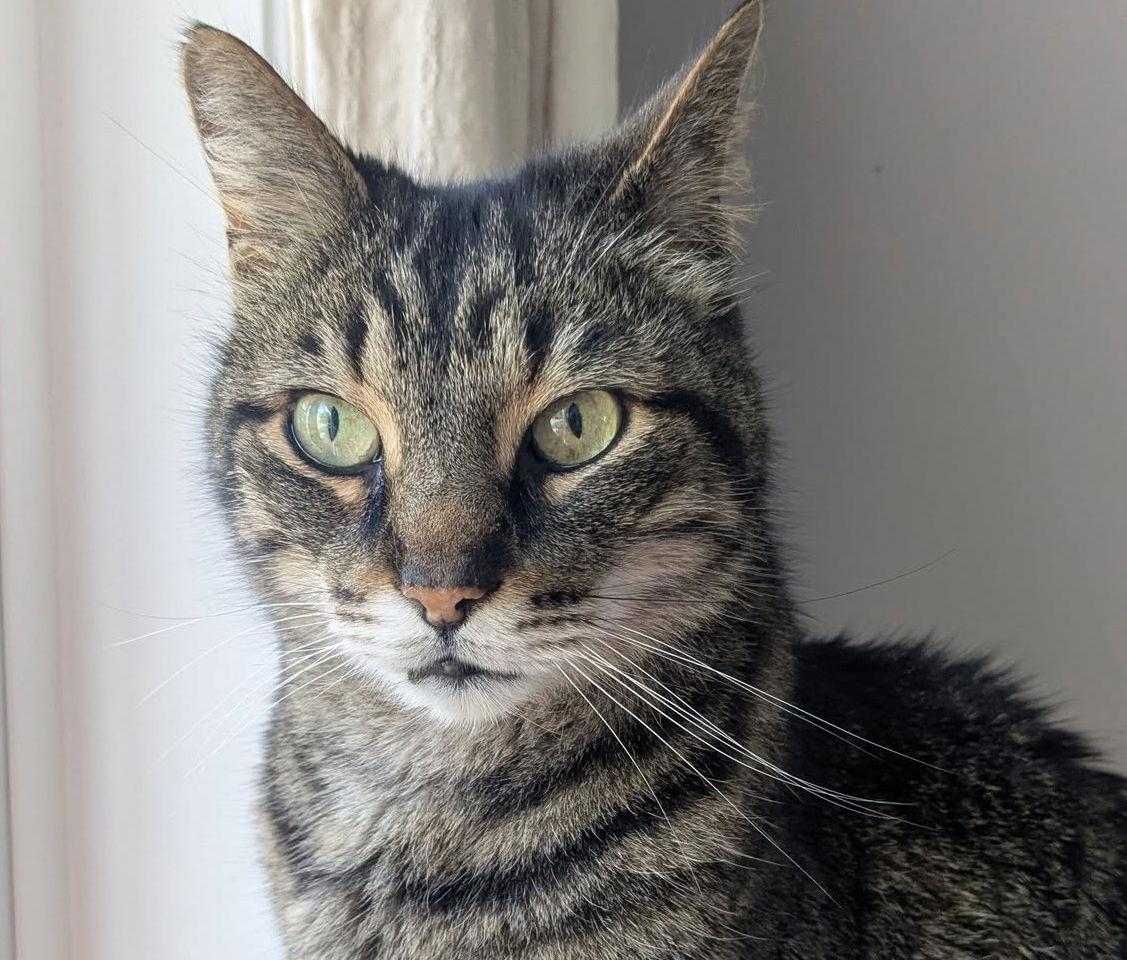 Hope, a Adoptable Tabby in Orleans, ON image 2/3